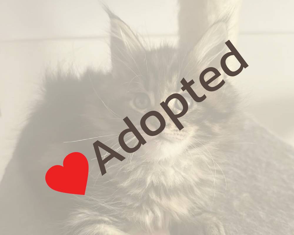 luxury picnic company - Picnic Makers