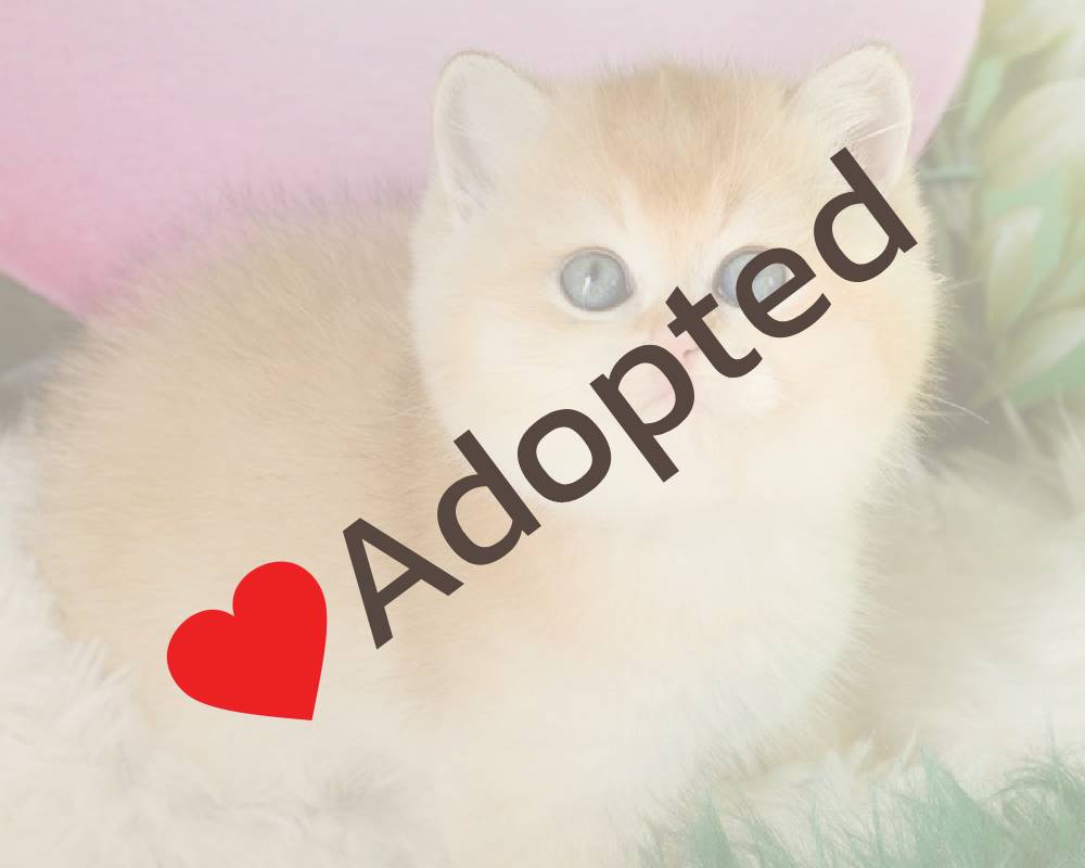 luxury picnic company - Picnic Makers