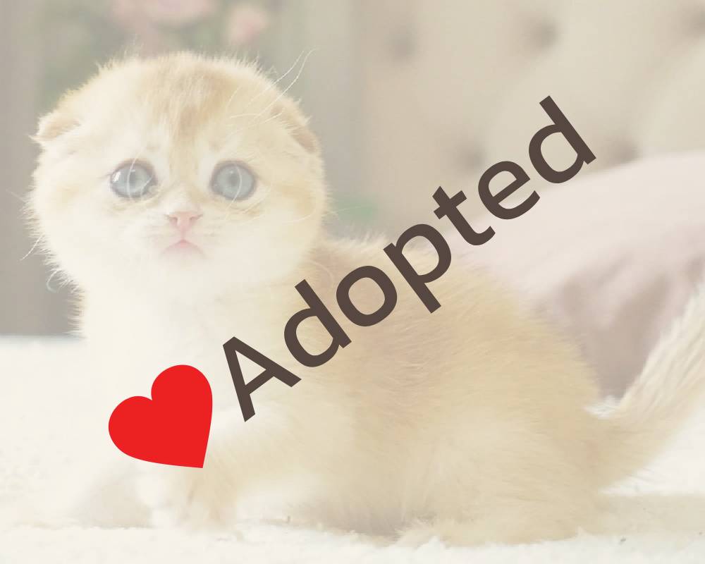 luxury picnic company - Picnic Makers luxury picnic company - Picnic Makers