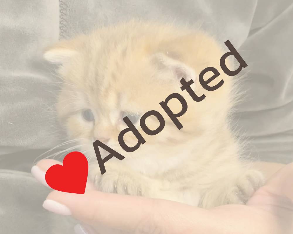 luxury picnic company - Picnic Makers