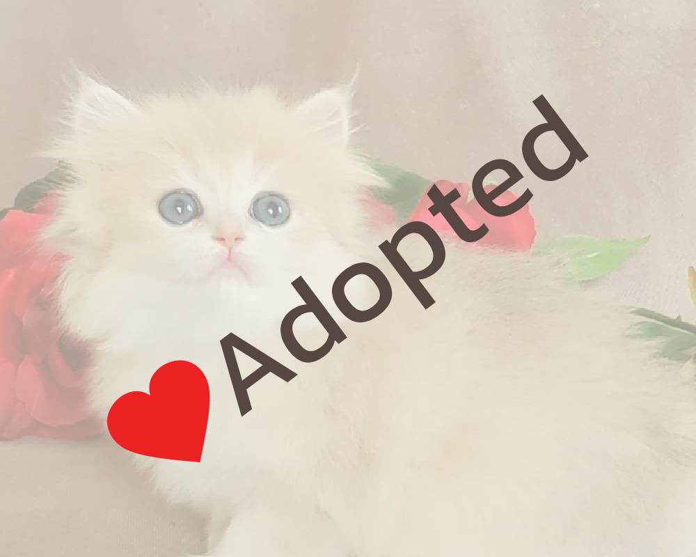 luxury picnic company - Picnic Makers luxury picnic company - Picnic Makers