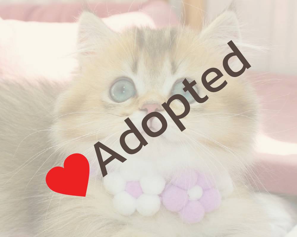 luxury picnic company - Picnic Makers