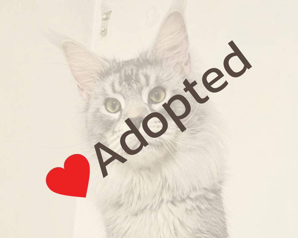 luxury picnic company - Picnic Makers luxury picnic company - Picnic Makers