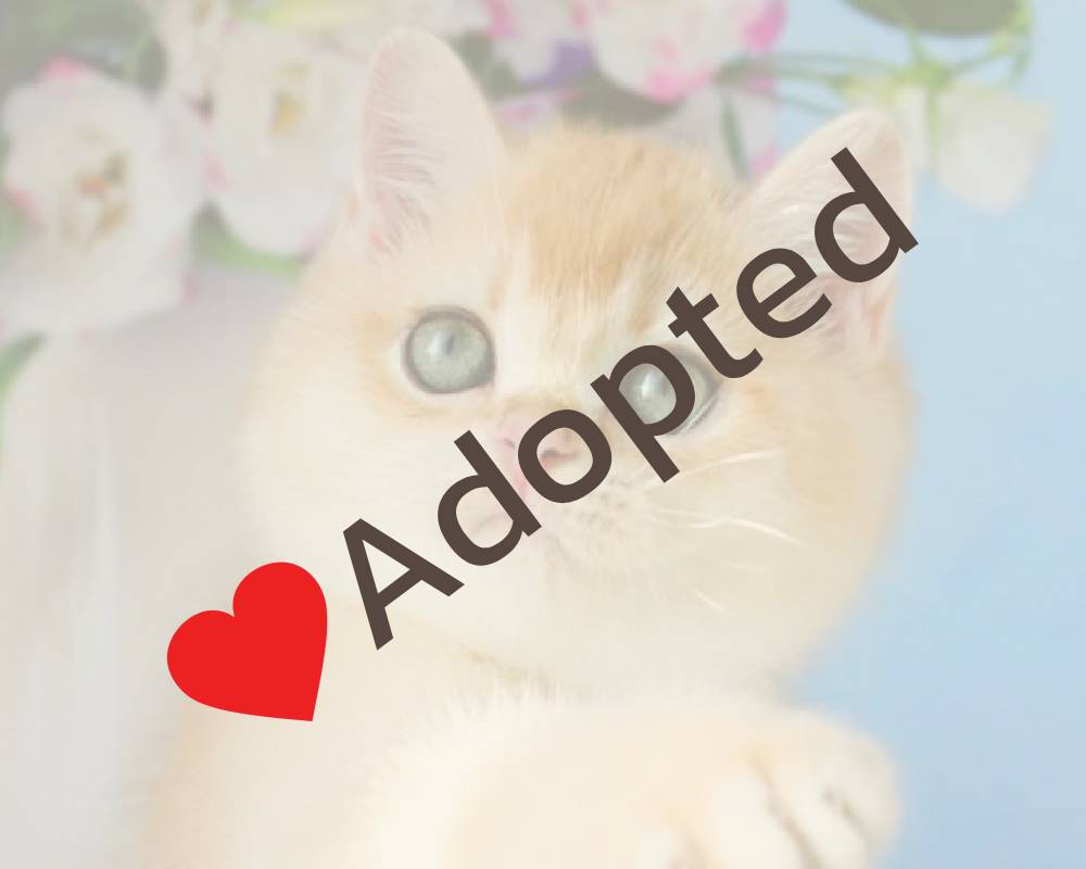 luxury picnic company - Picnic Makers