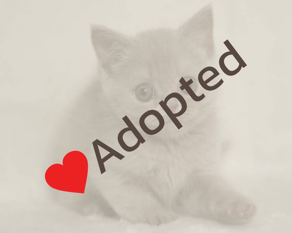 luxury picnic company - Picnic Makers luxury picnic company - Picnic Makers