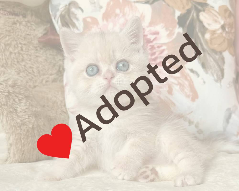 luxury picnic company - Picnic Makers