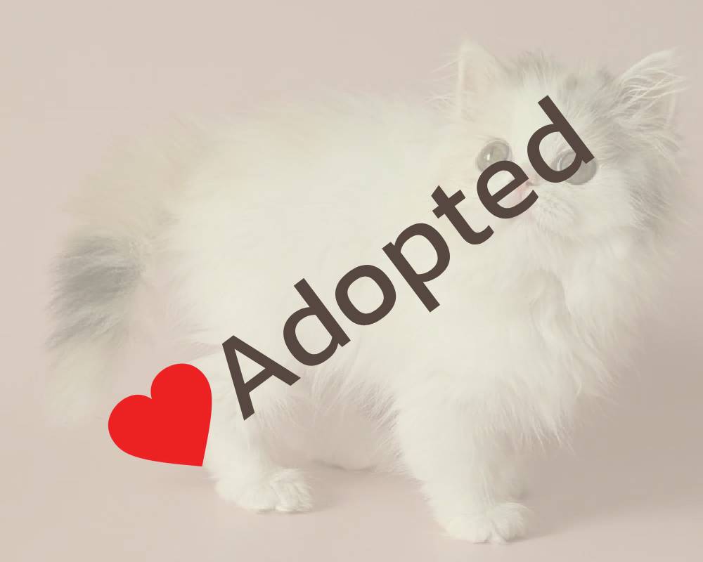 luxury picnic company - Picnic Makers luxury picnic company - Picnic Makers