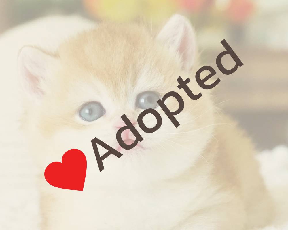 luxury picnic company - Picnic Makers luxury picnic company - Picnic Makers