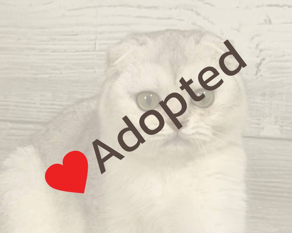 luxury picnic company - Picnic Makers luxury picnic company - Picnic Makers