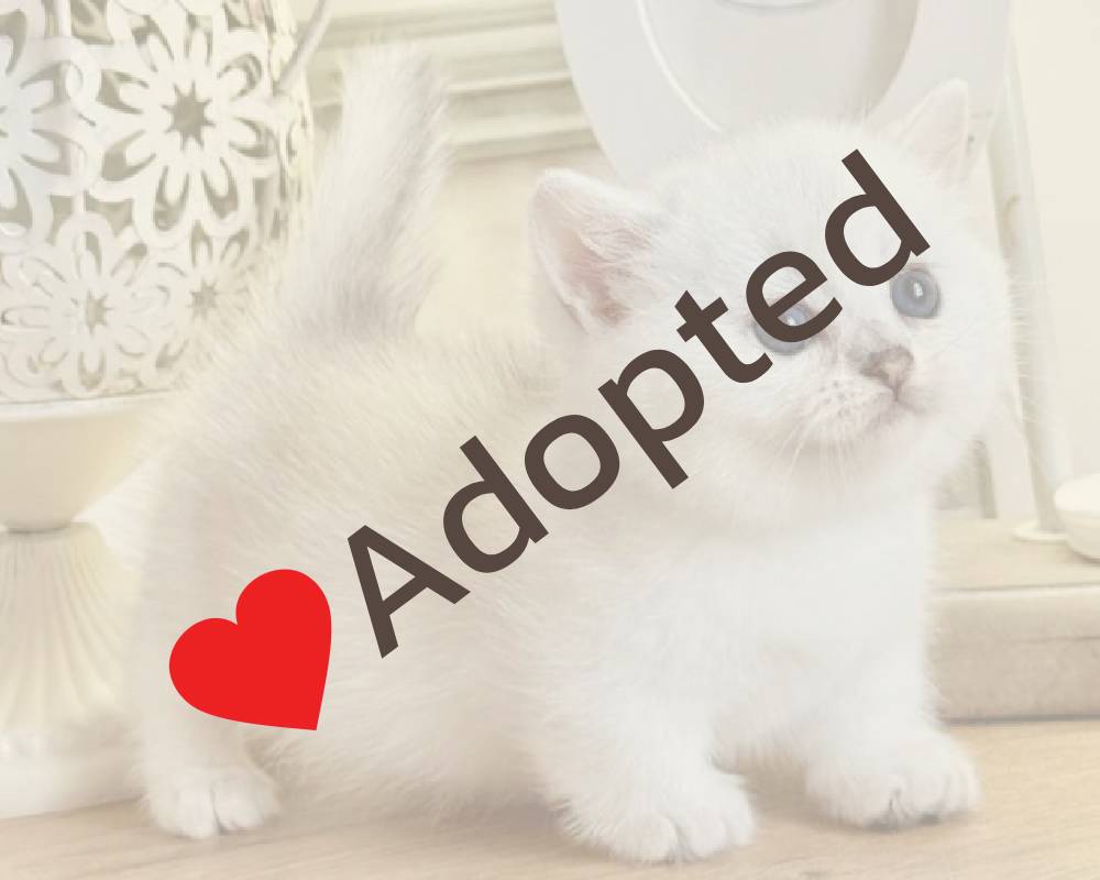 luxury picnic company - Picnic Makers luxury picnic company - Picnic Makers