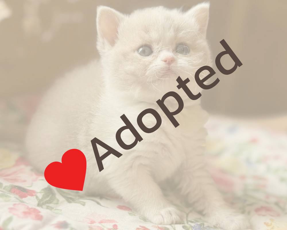 luxury picnic company - Picnic Makers