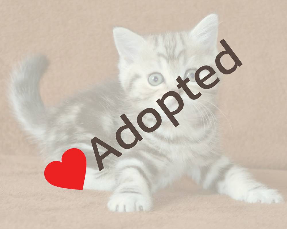 luxury picnic company - Picnic Makers luxury picnic company - Picnic Makers