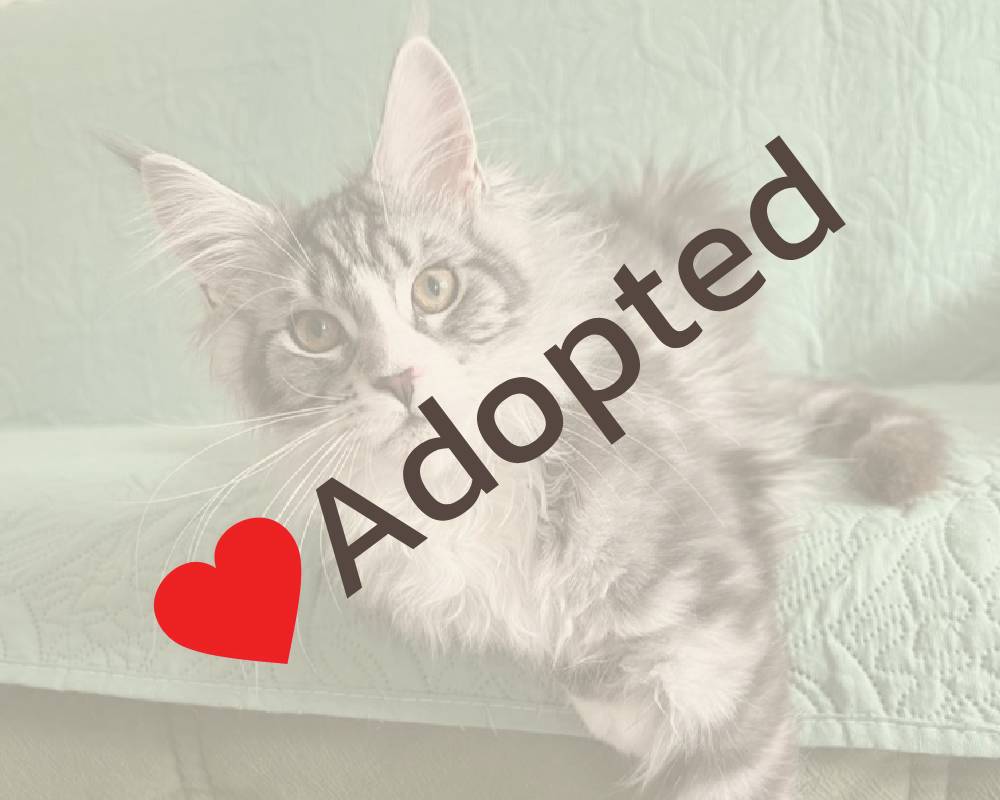 luxury picnic company - Picnic Makers