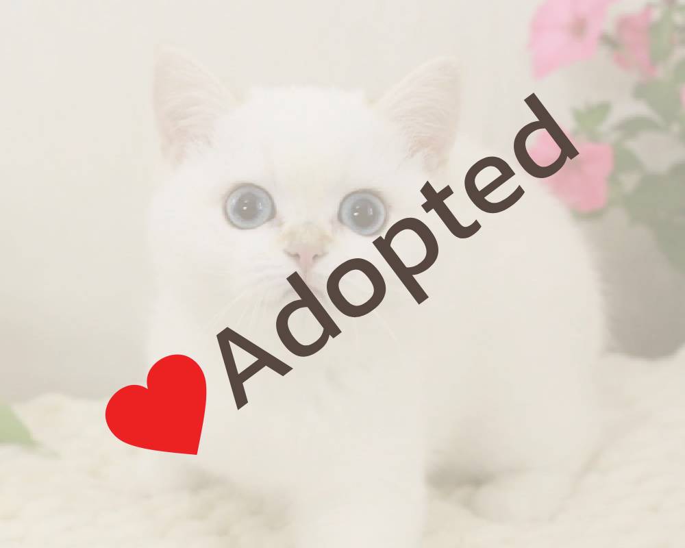 luxury picnic company - Picnic Makers