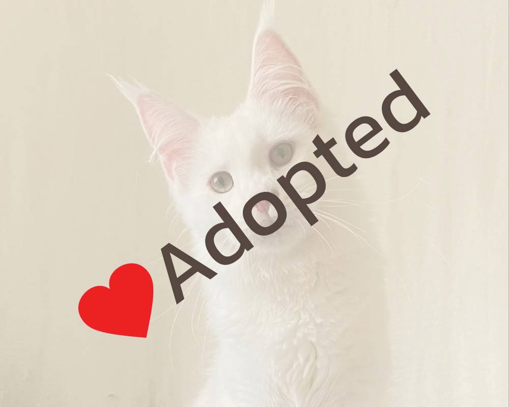 luxury picnic company - Picnic Makers