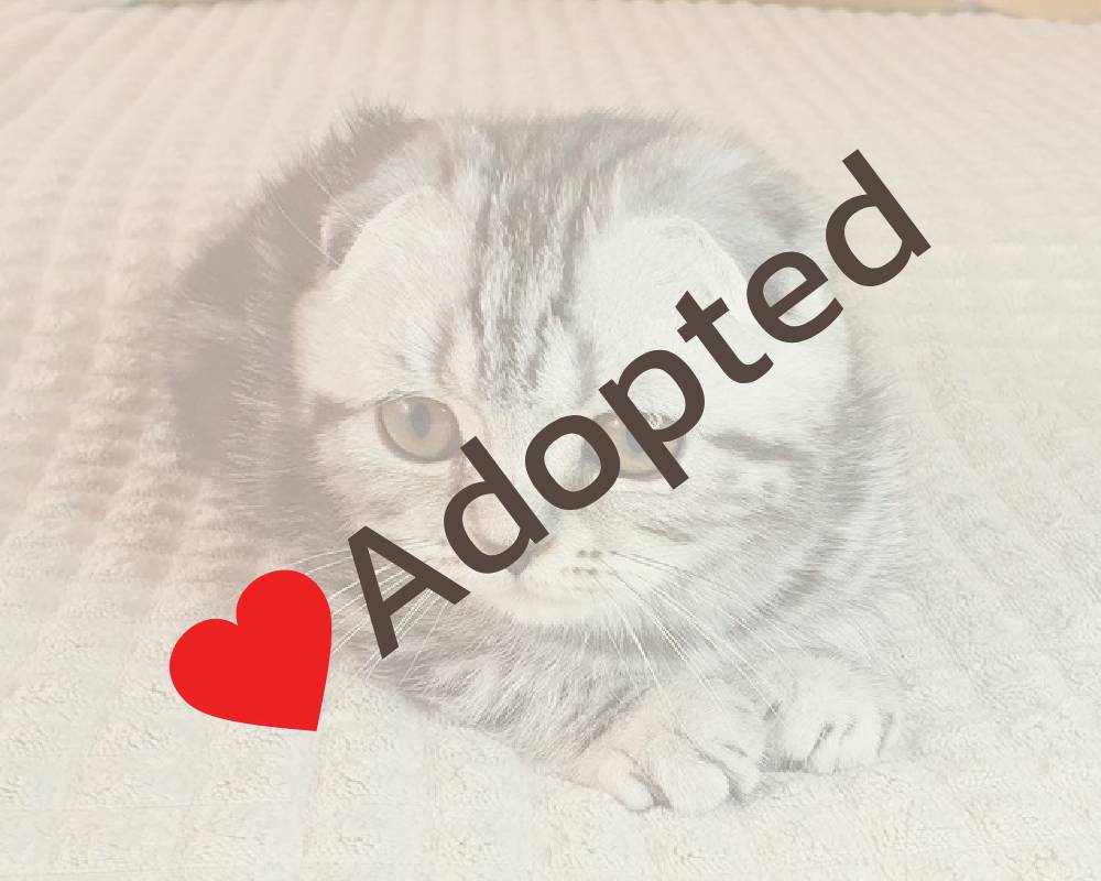 luxury picnic company - Picnic Makers