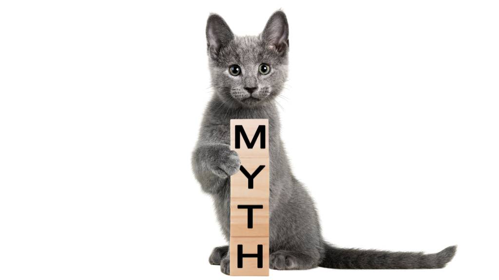 cat with myth blocks