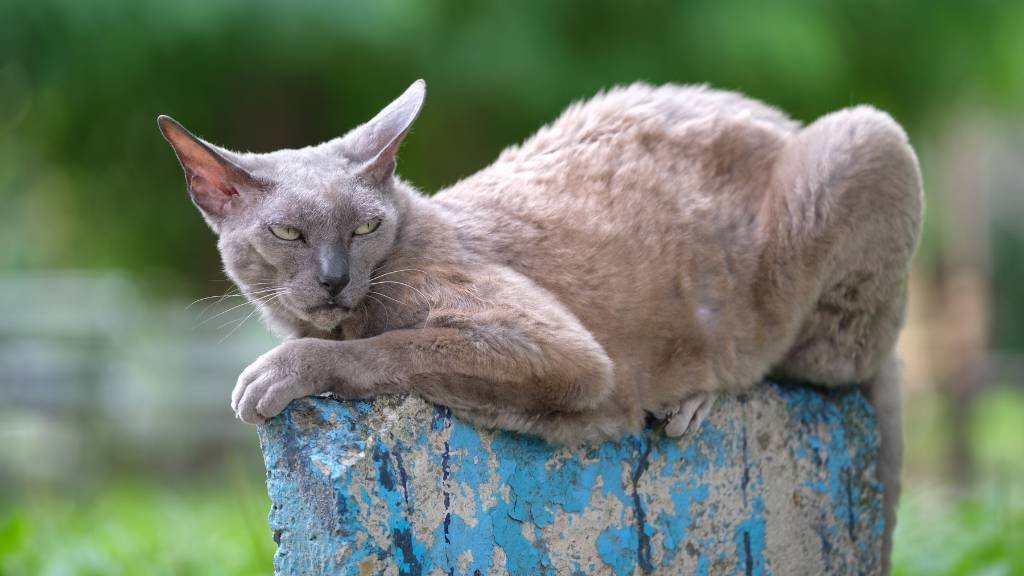 cornish rex relaxing cat