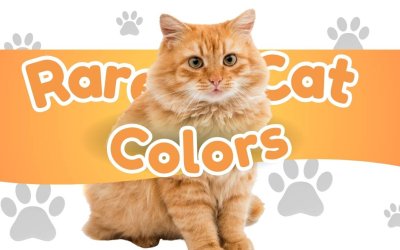 Rare Cat Colors: A Curious Cat Parent’s Field Guide