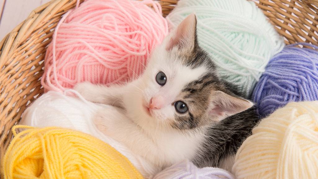 pastel kitten in yarn basket