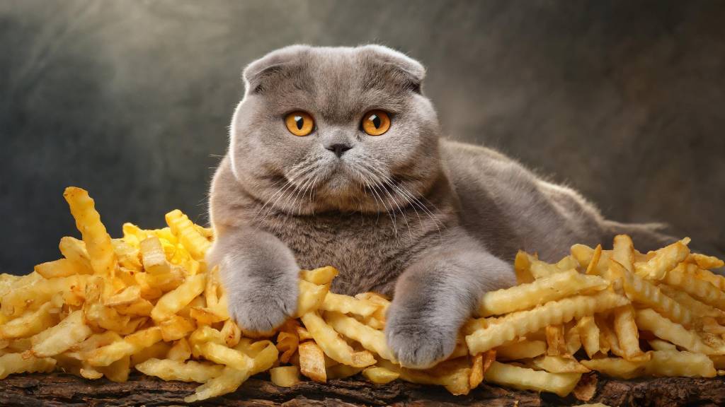 scottish fold cat with fries