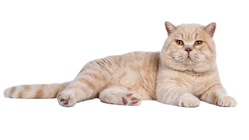 cream munchkin cat lying down