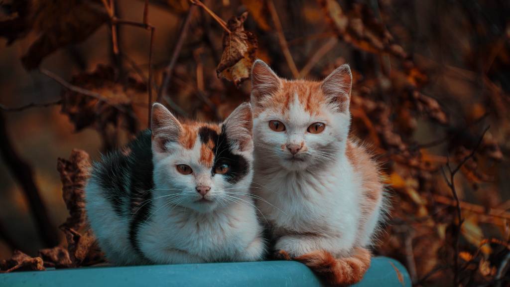 calico and ginger kittens outdoors