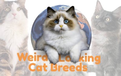 Weird Looking Cat Breeds Around the World