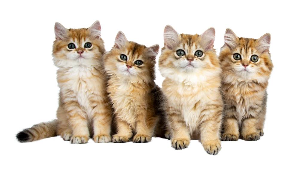 cute weird cat breed kittens