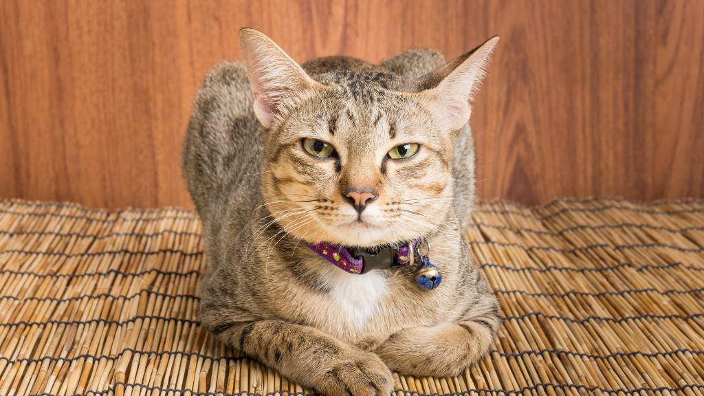 wild looking hybrid cat breed