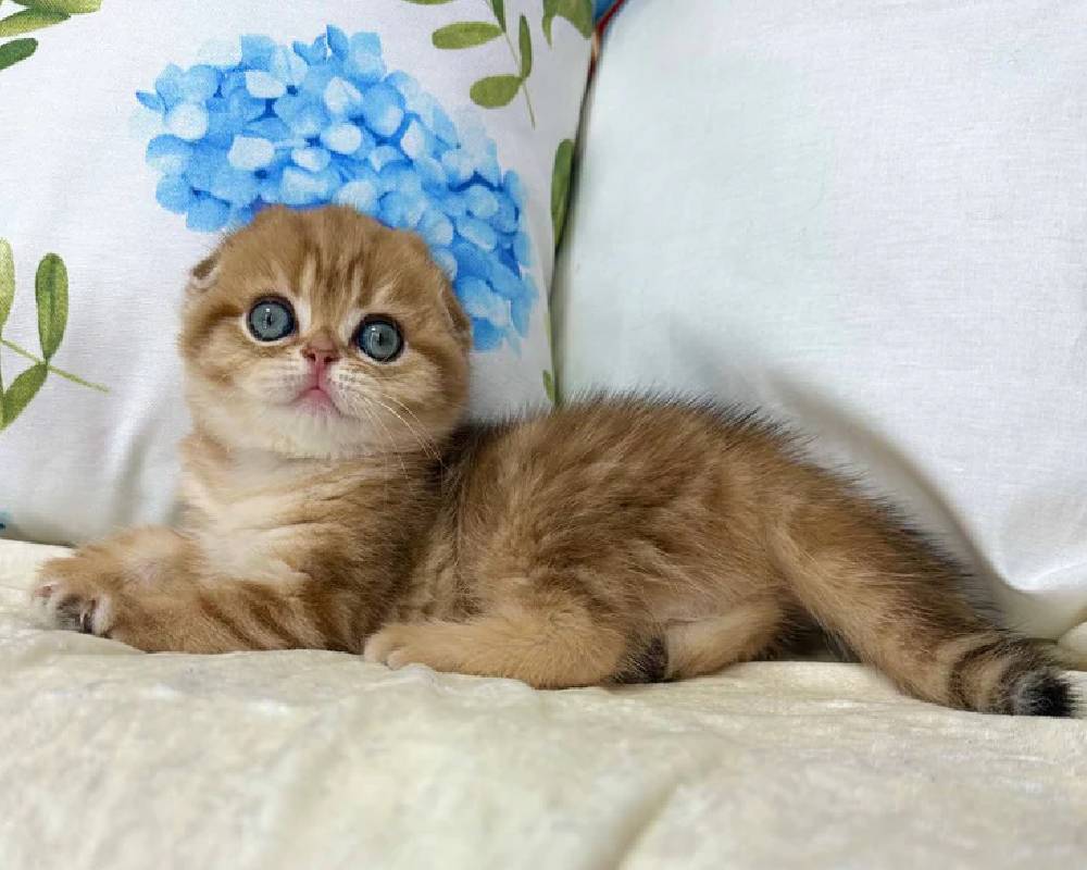 luxury picnic company - Picnic Makers