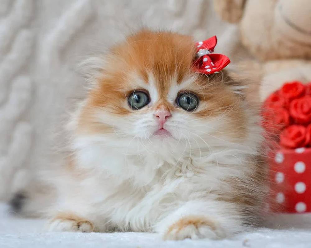 luxury picnic company - Picnic Makers