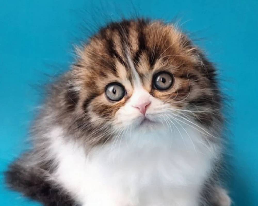 luxury picnic company - Picnic Makers