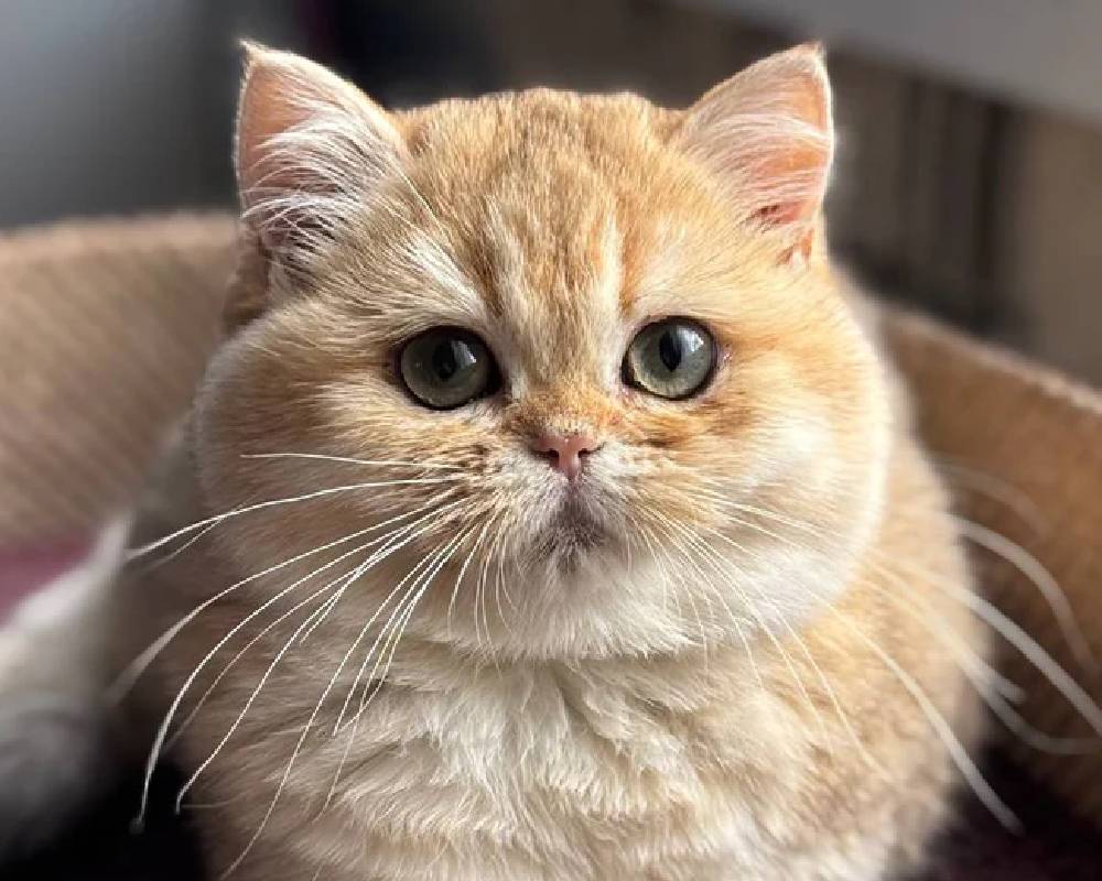 luxury picnic company - Picnic Makers