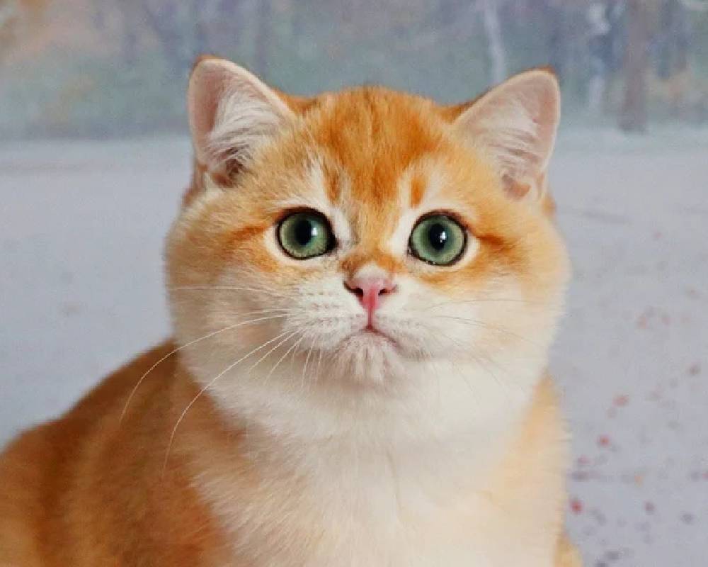 luxury picnic company - Picnic Makers