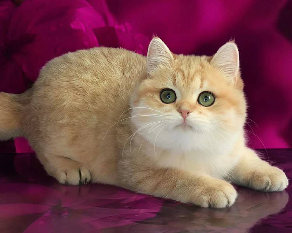 luxury picnic company - Picnic Makers