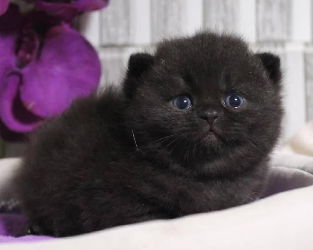 luxury picnic company - Picnic Makers