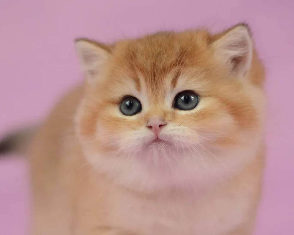 luxury picnic company - Picnic Makers