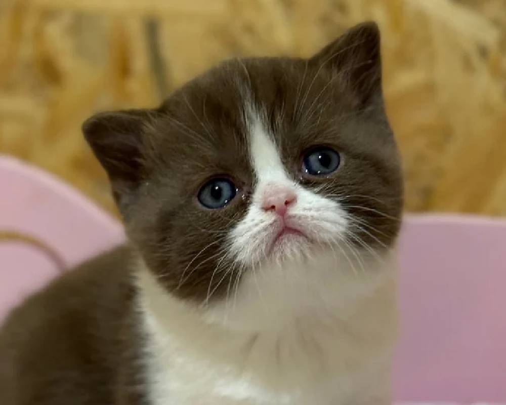 luxury picnic company - Picnic Makers