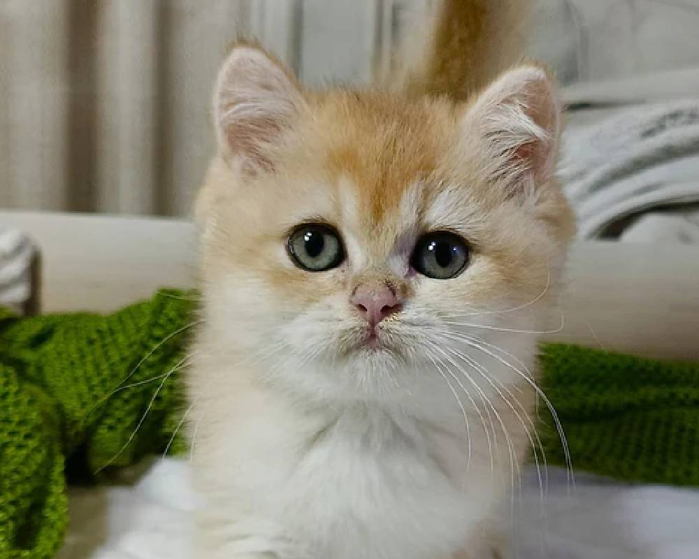 luxury picnic company - Picnic Makers