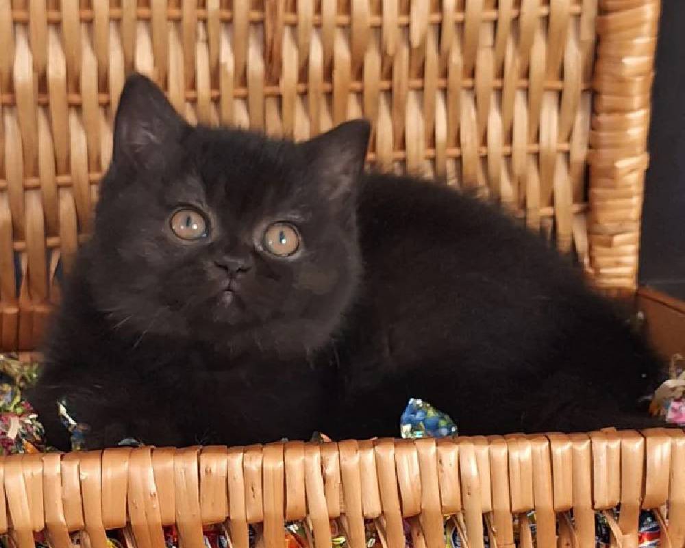 luxury picnic company - Picnic Makers