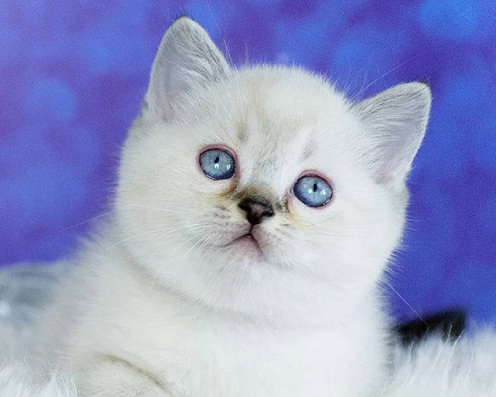 luxury picnic company - Picnic Makers