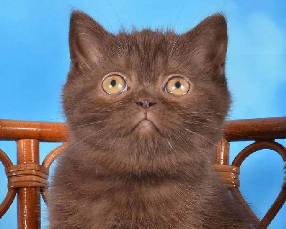 luxury picnic company - Picnic Makers