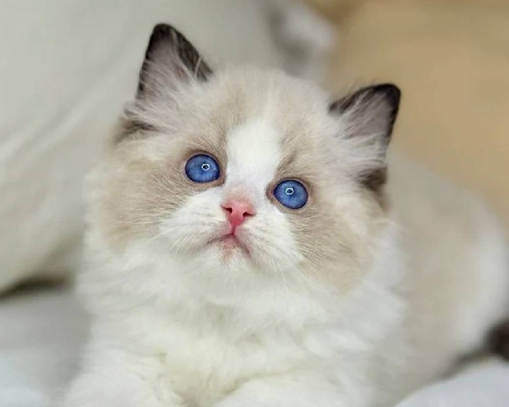 luxury picnic company - Picnic Makers