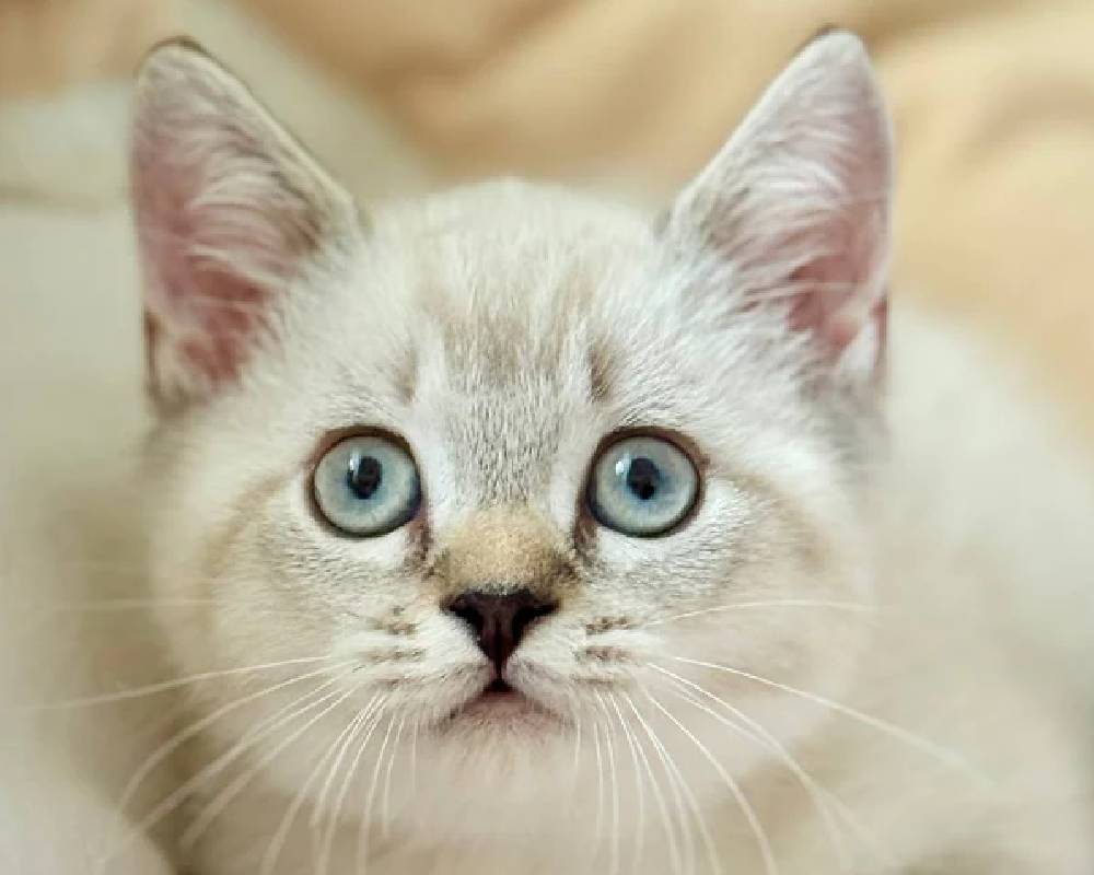 luxury picnic company - Picnic Makers