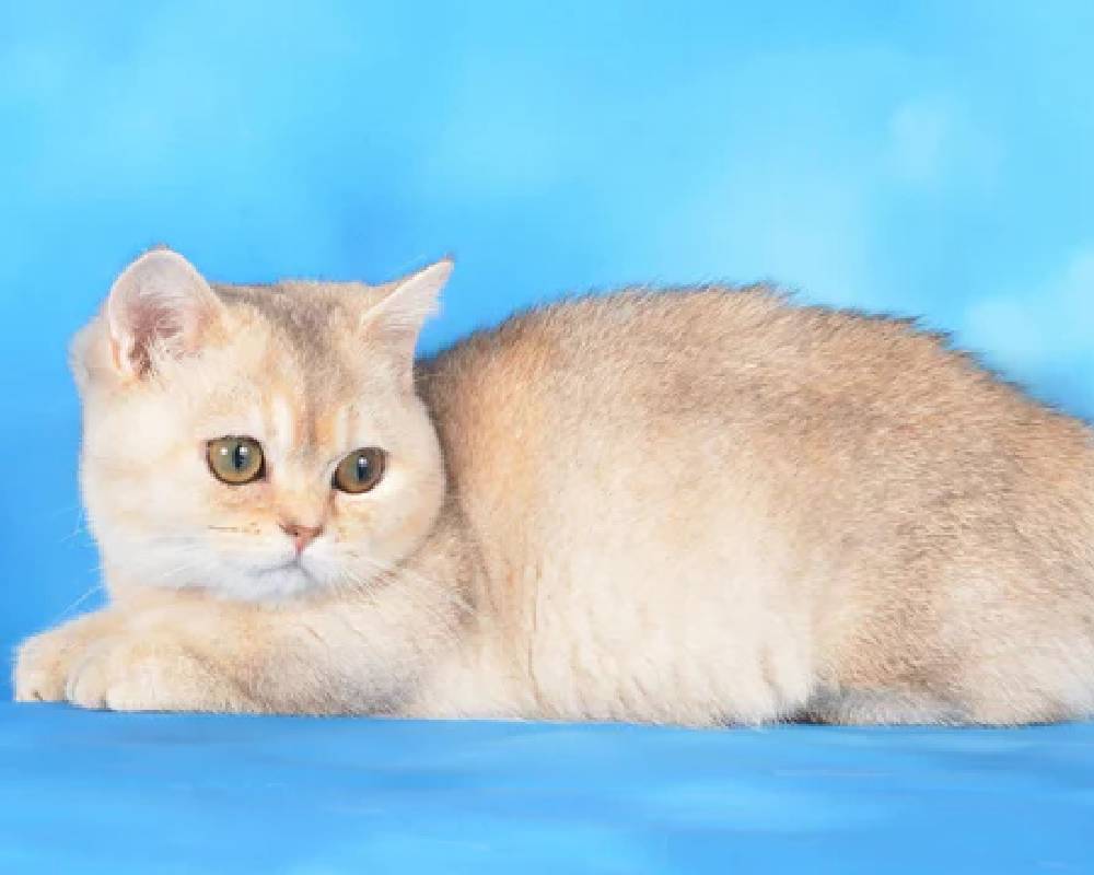 luxury picnic company - Picnic Makers