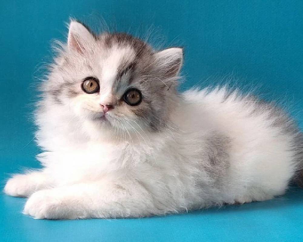 luxury picnic company - Picnic Makers