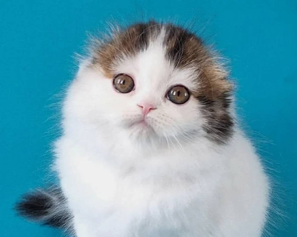 luxury picnic company - Picnic Makers