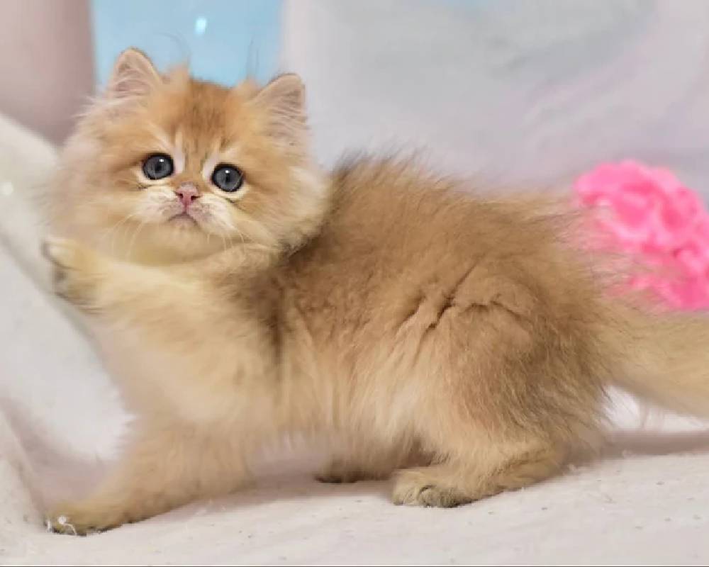 luxury picnic company - Picnic Makers