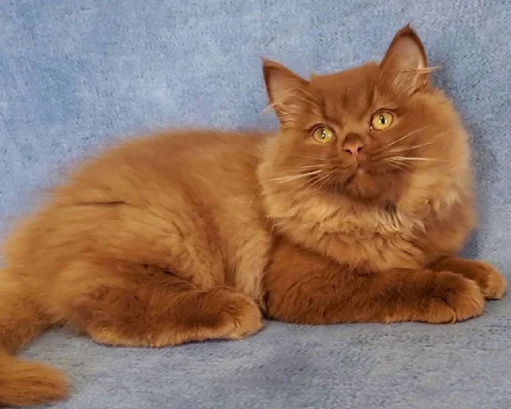 luxury picnic company - Picnic Makers